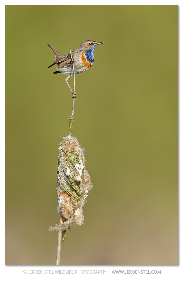 Blauwborst-NW_30I6390