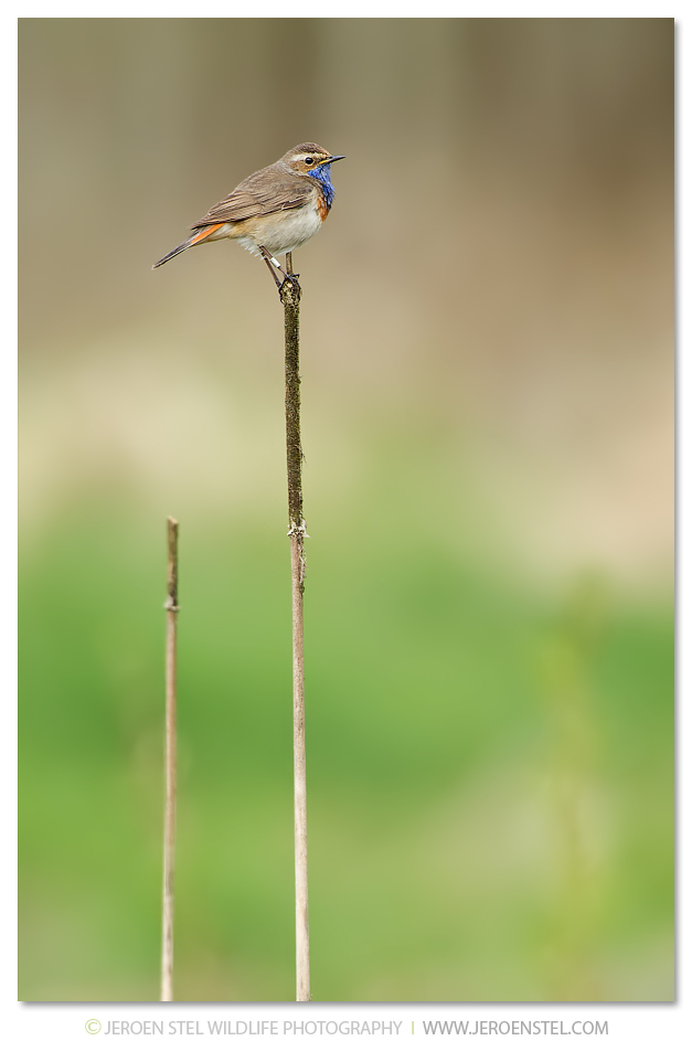 Blauwborst-NW_30I6440