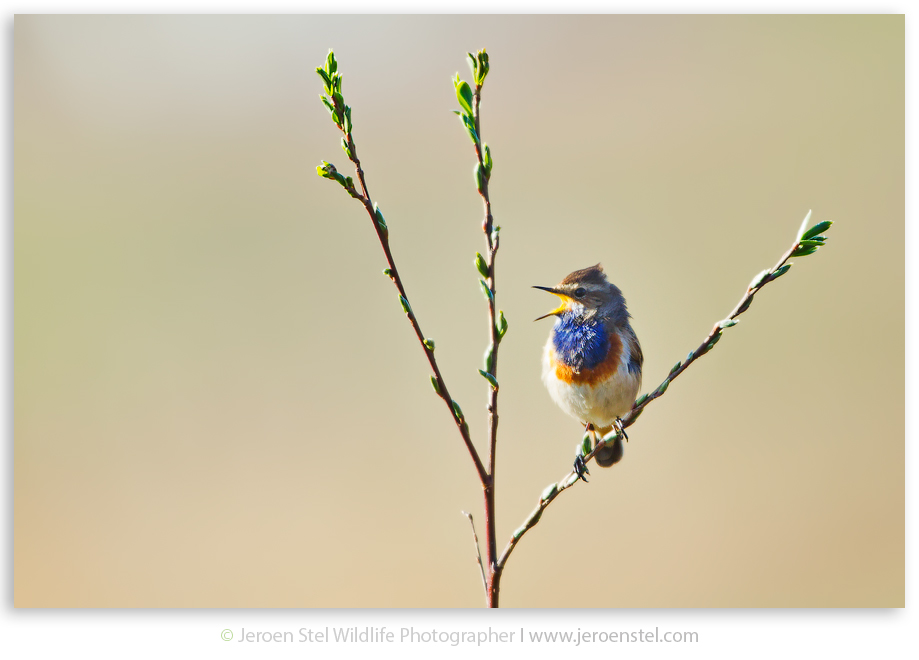 Blauwborst-NW_30I9141