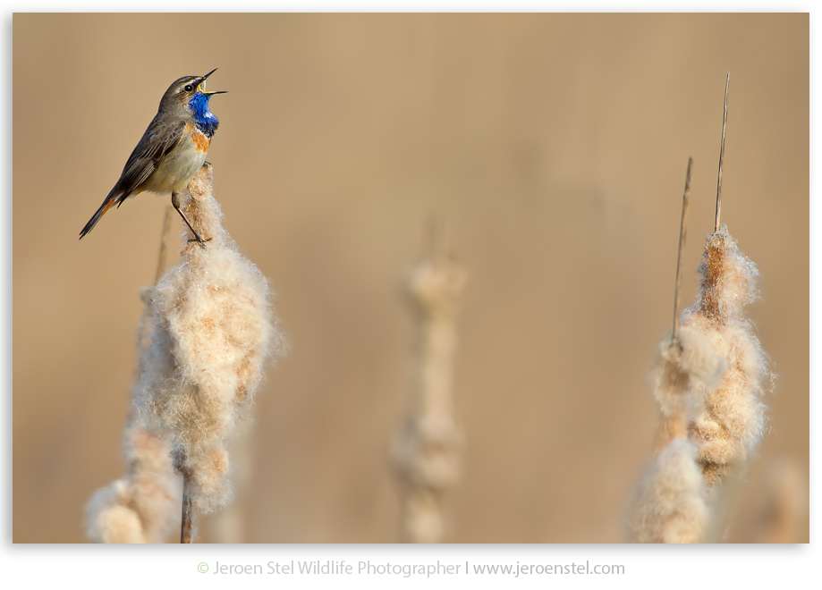 Blauwborst-NW_30I9277