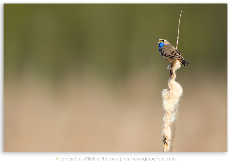 Blauwborst-NW_30I9307