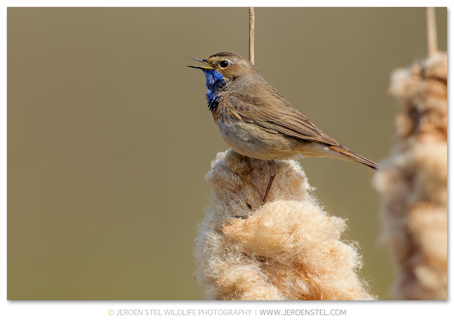 Blauwborst-NW_41C2203