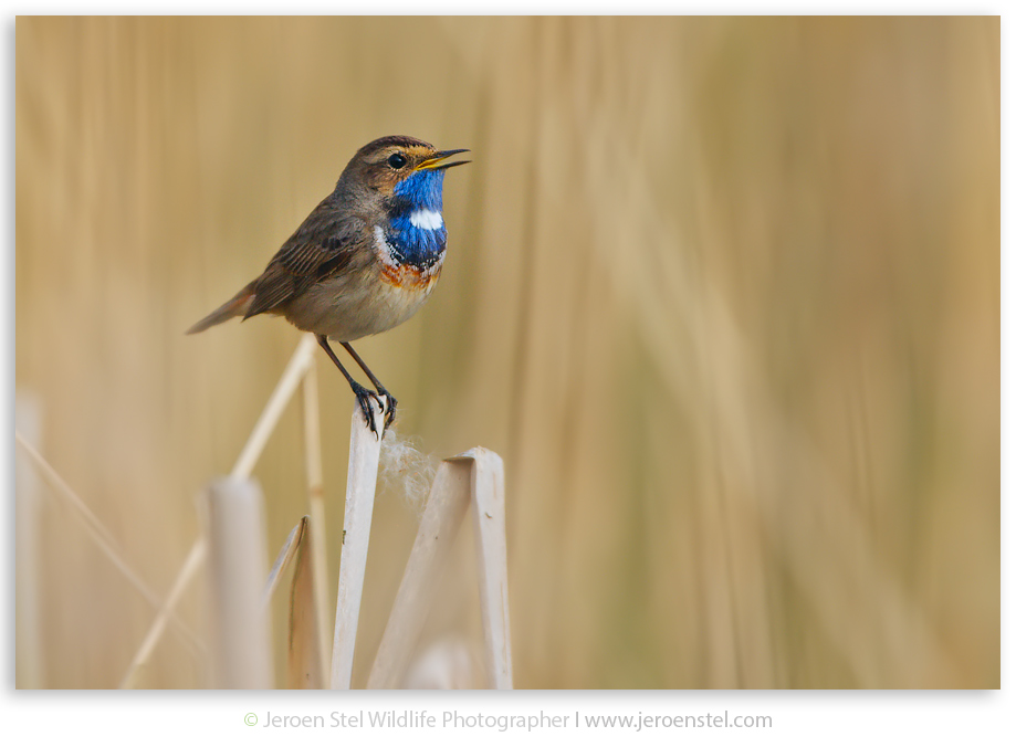 Blauwborst-TX-Serie-2-1