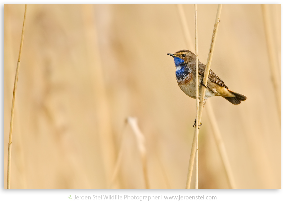 Blauwborst-ZW0045