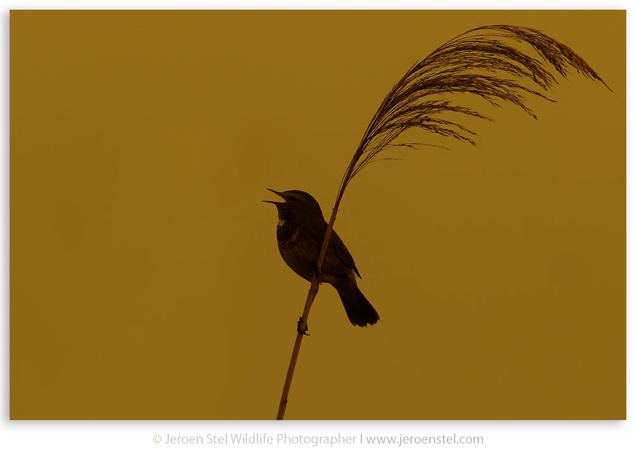 Blauwborst-tegenlicht-1