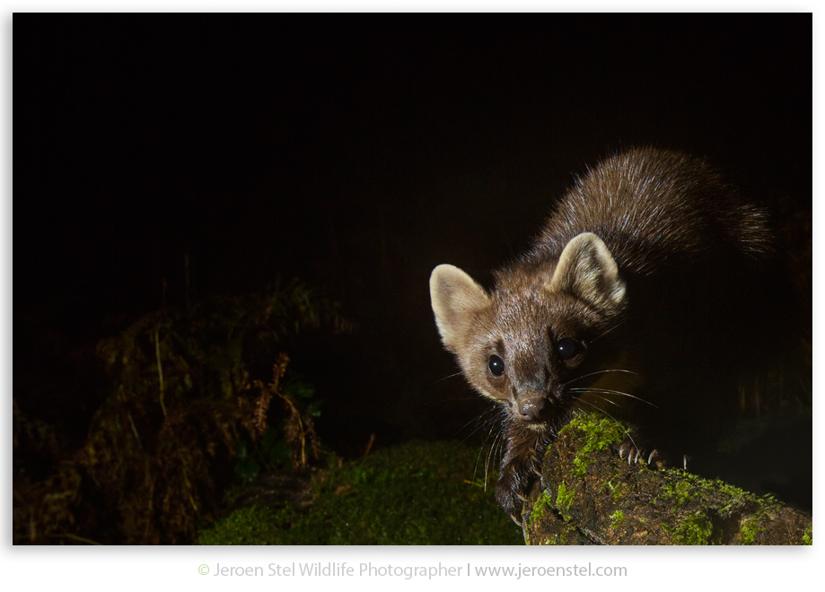 Boommarter-GD_3L0A8505