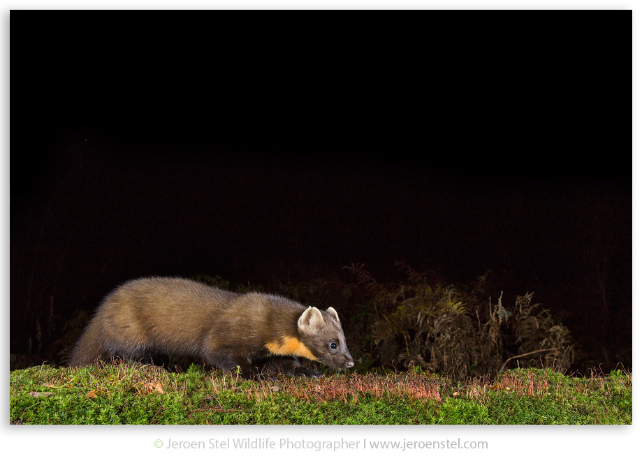 Boommarter-GD_3L0A8862