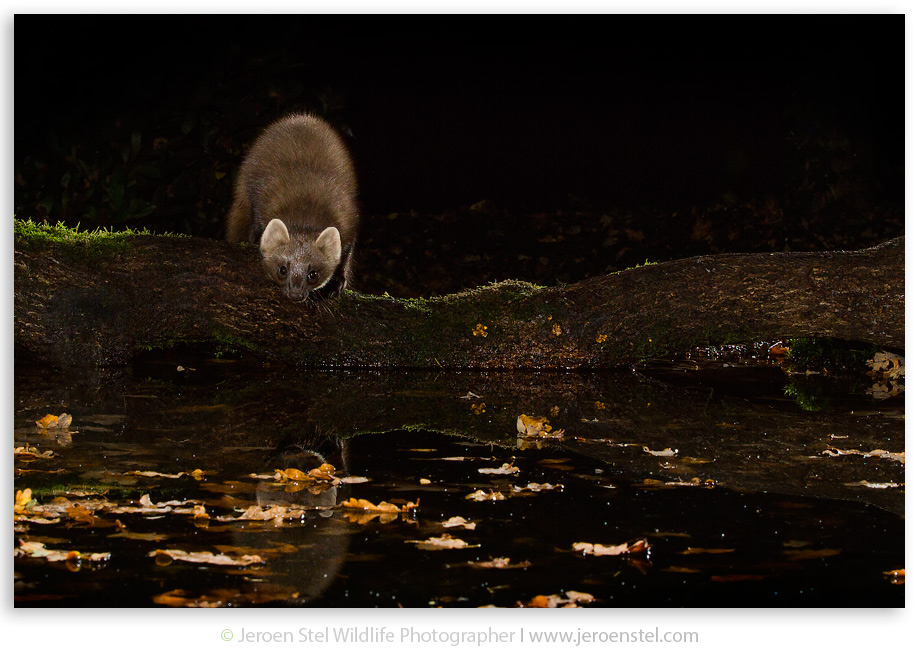 Boommarter-GD_MG_2100