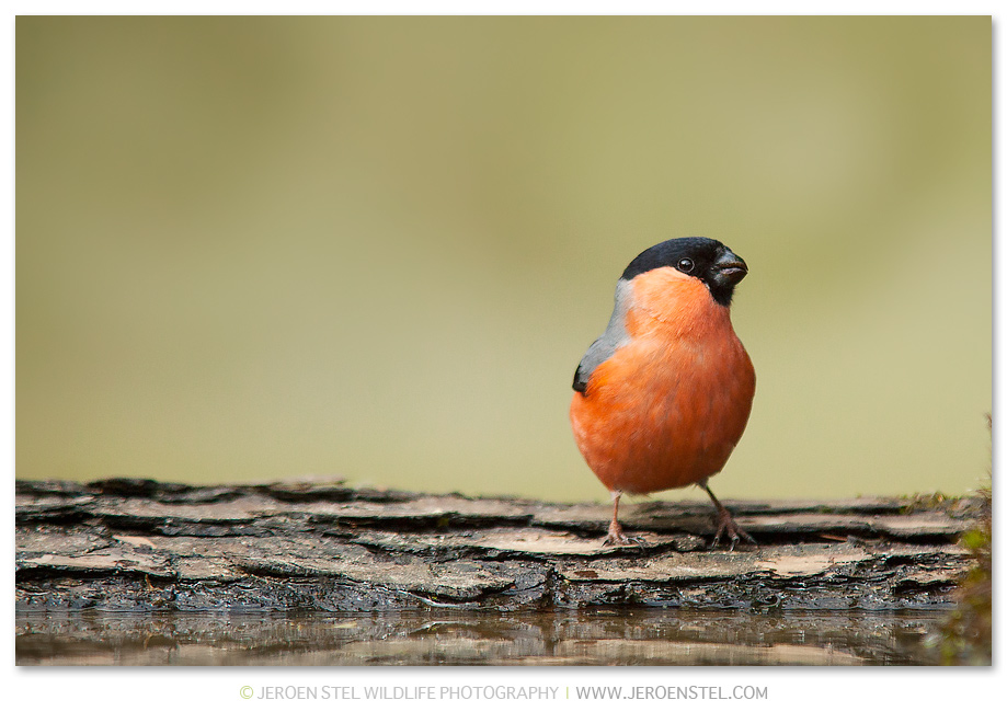 Goudvink-GD_HU6N0013