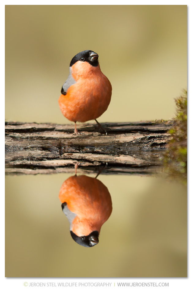 Goudvink-GD_HU6N0023