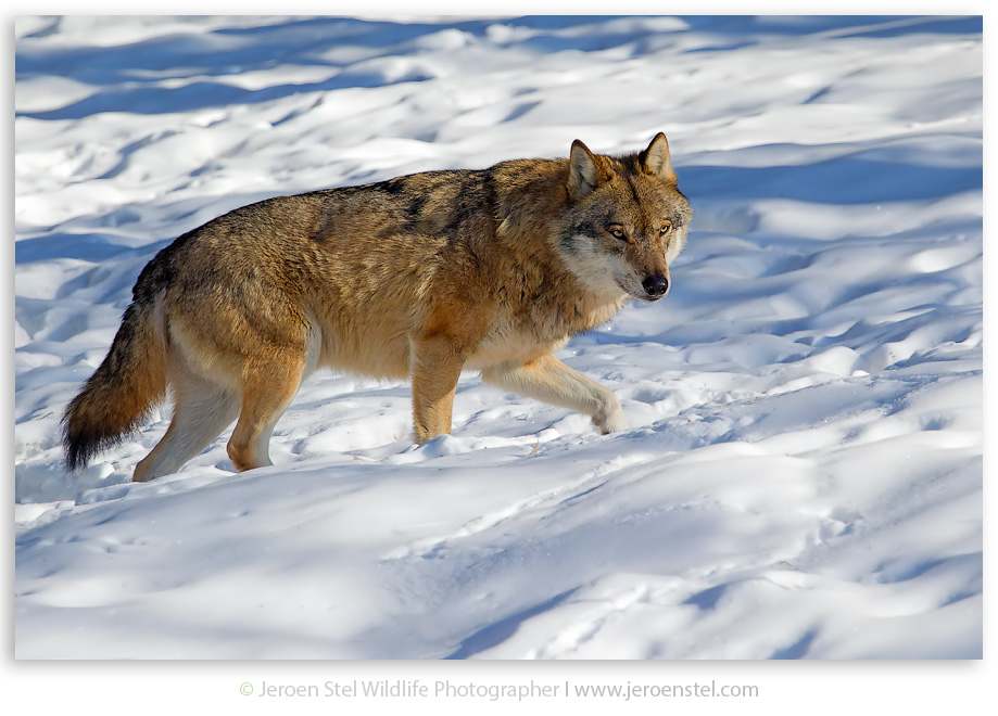 Wolf-BW_30I0687