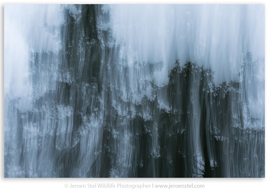 Dennenboom-VG_JSL5813