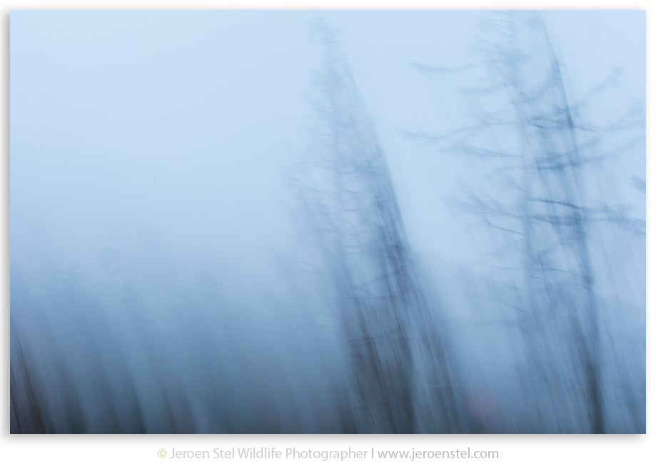 Dennenboom-VG_JSL5820