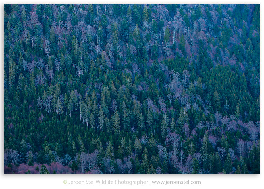 Landschap-Dennen-Vogezen_JSL4633