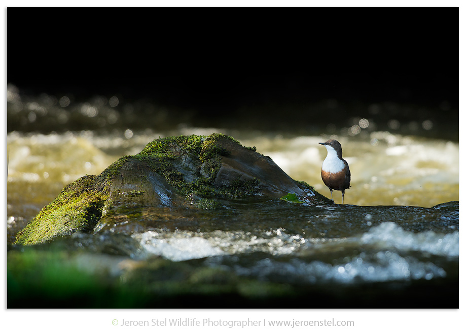 Waterspreeuw-GF_JSL0044