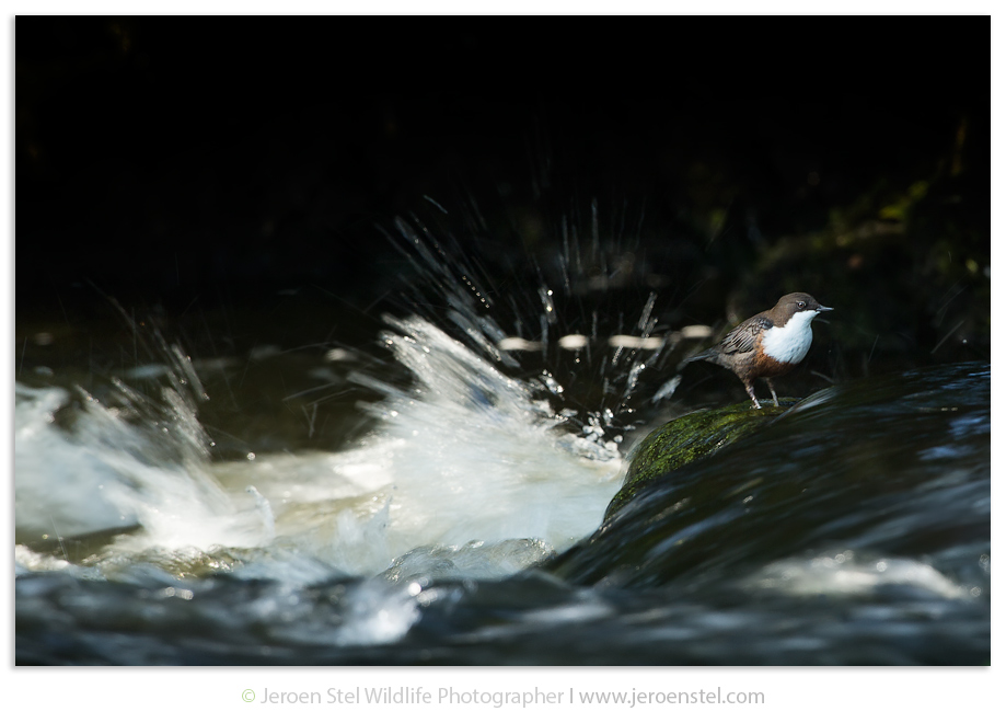 Waterspreeuw-GF_JSL0113