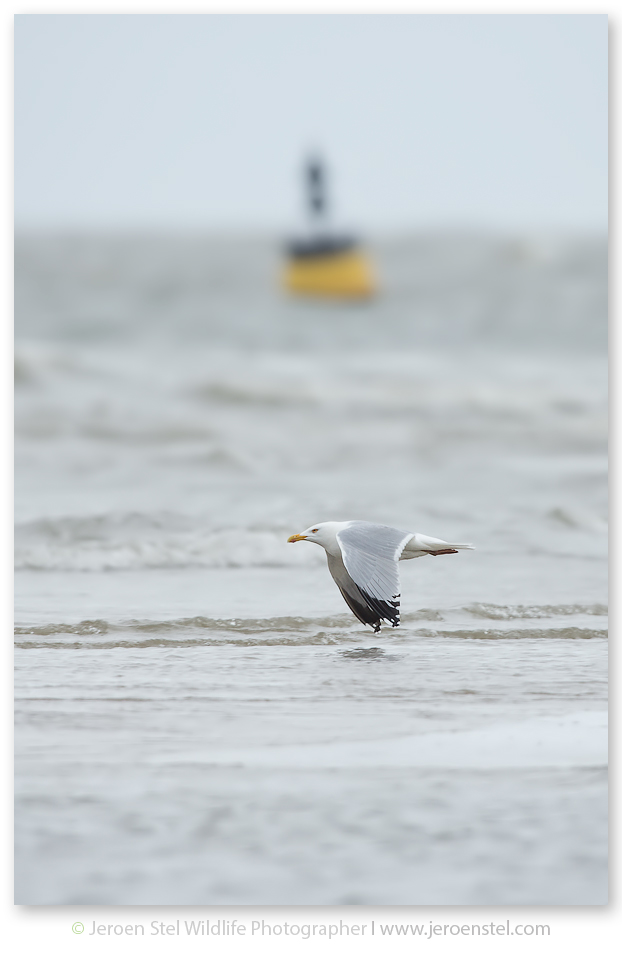 Zilvermeeuw-TX_V3Y3311