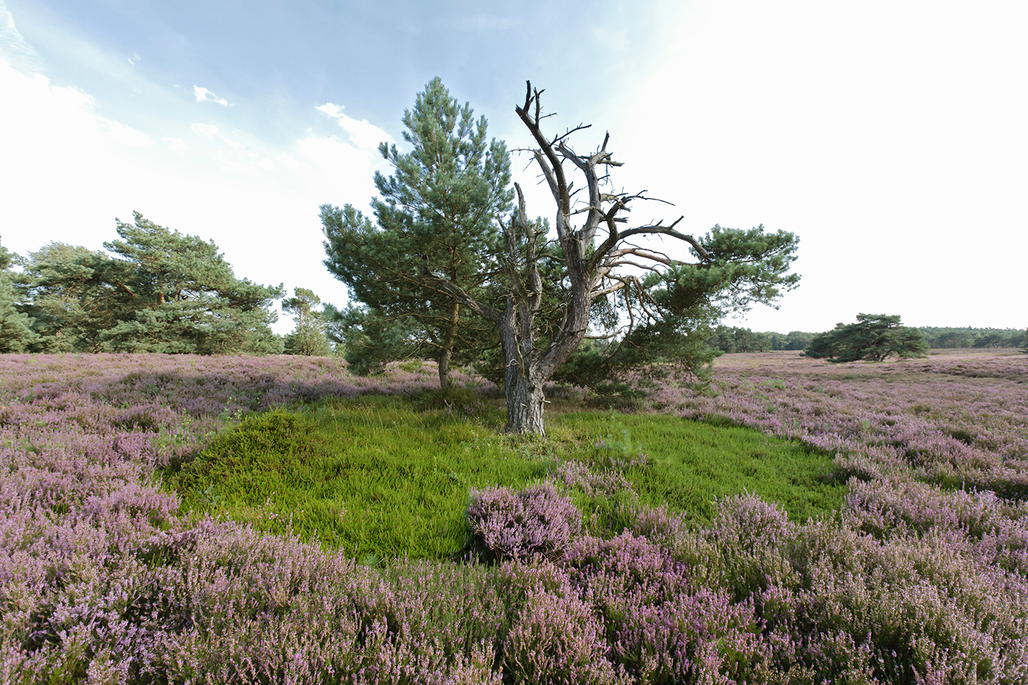 Bart Fotografie Bos en Hei-091