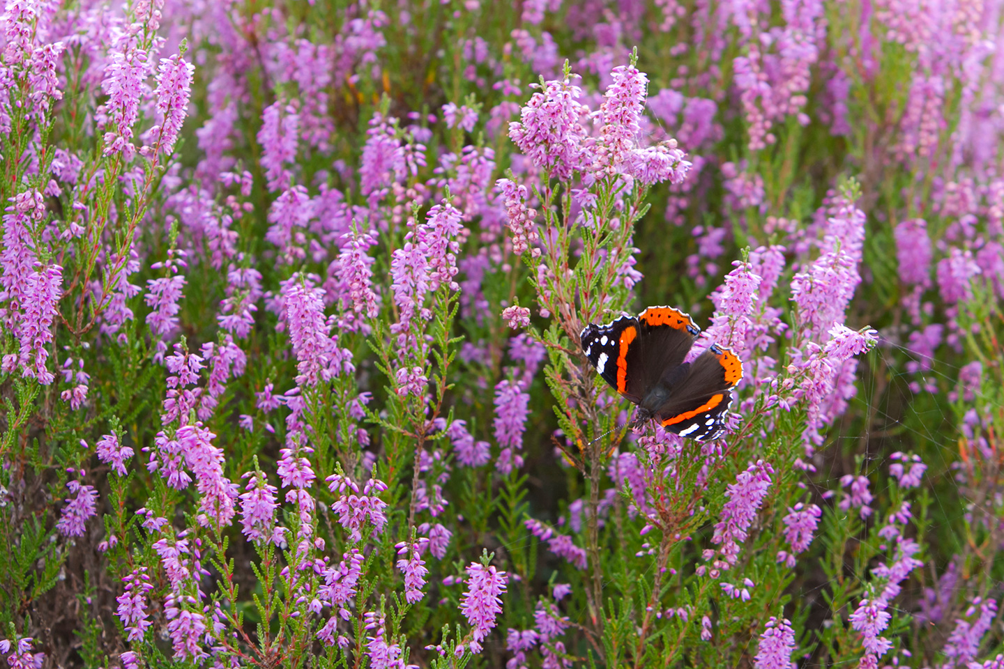 Bart Fotografie Vlinders-041