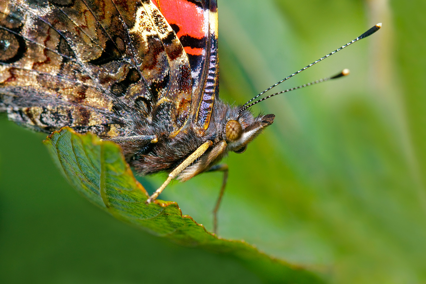 Bart Fotografie Vlinders-043
