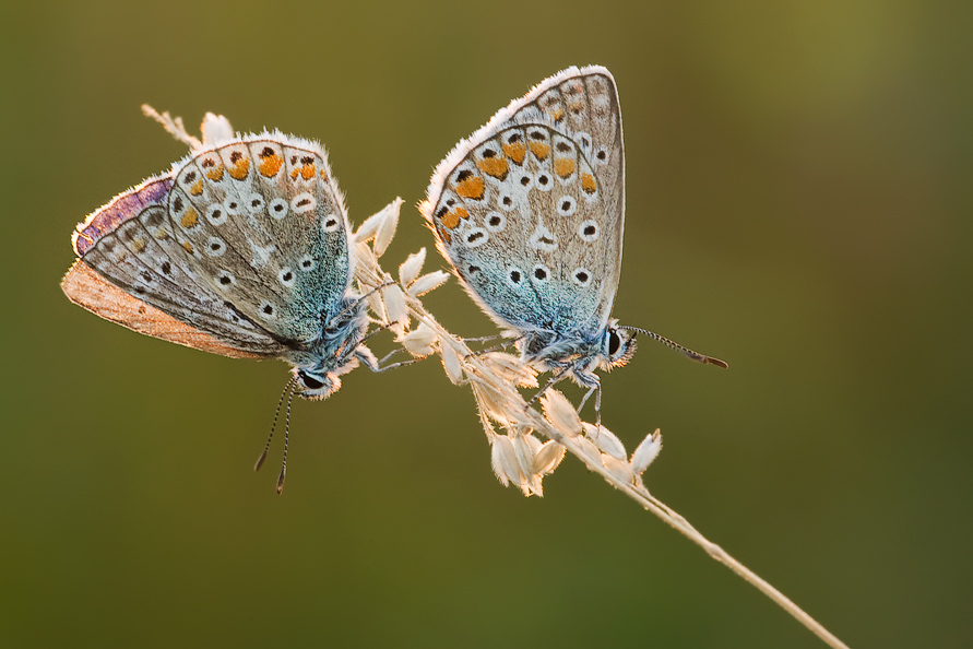 Icarusblauwtjes-HM-1