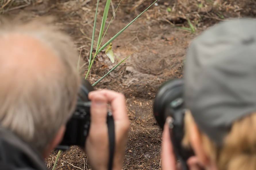 Vlinder-libellen-workshop_JSL4567