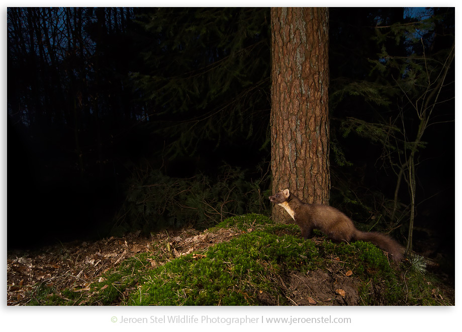 Boommarter-VH_MG_1184