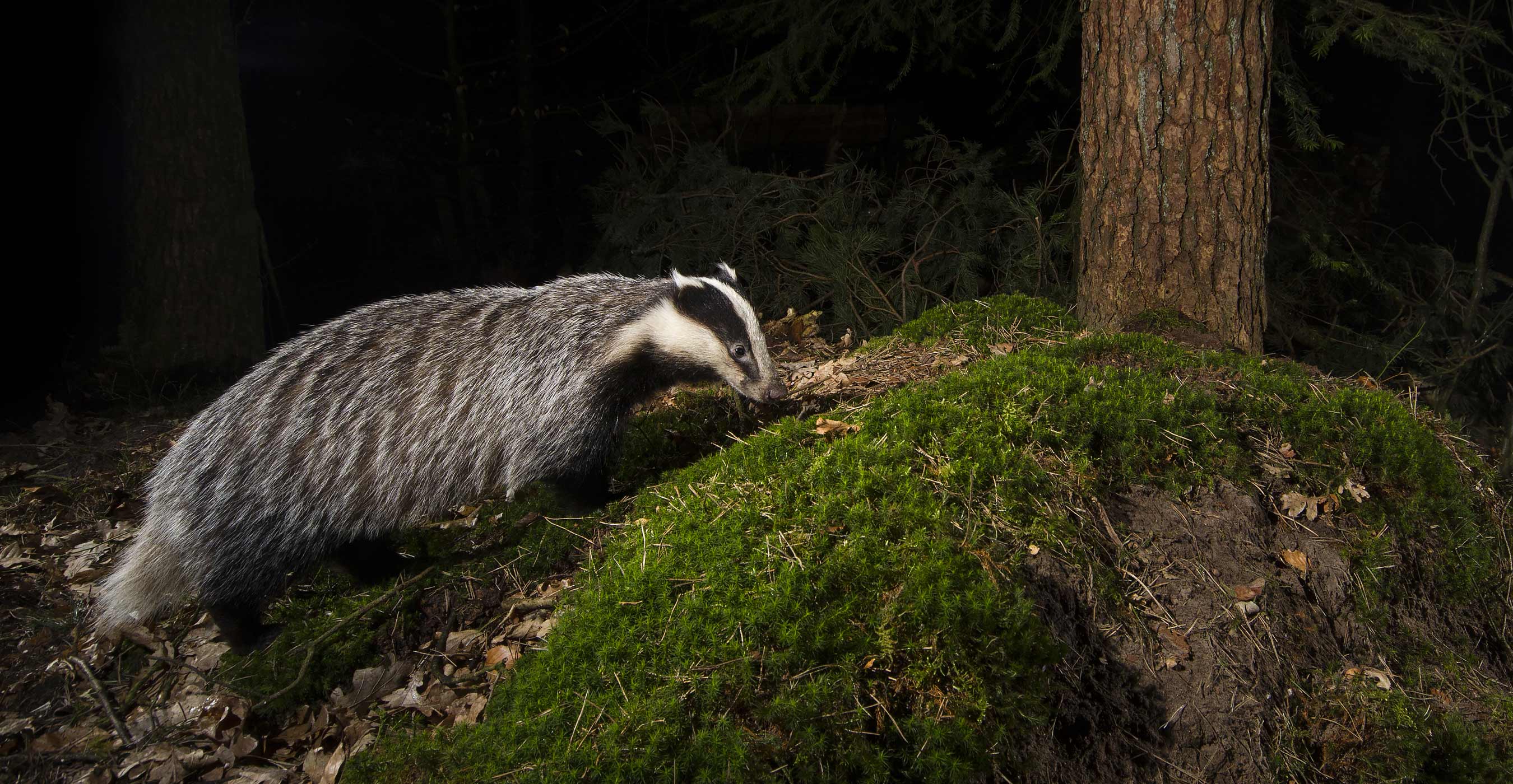 Jeroen Stel Badger nocturnal photography