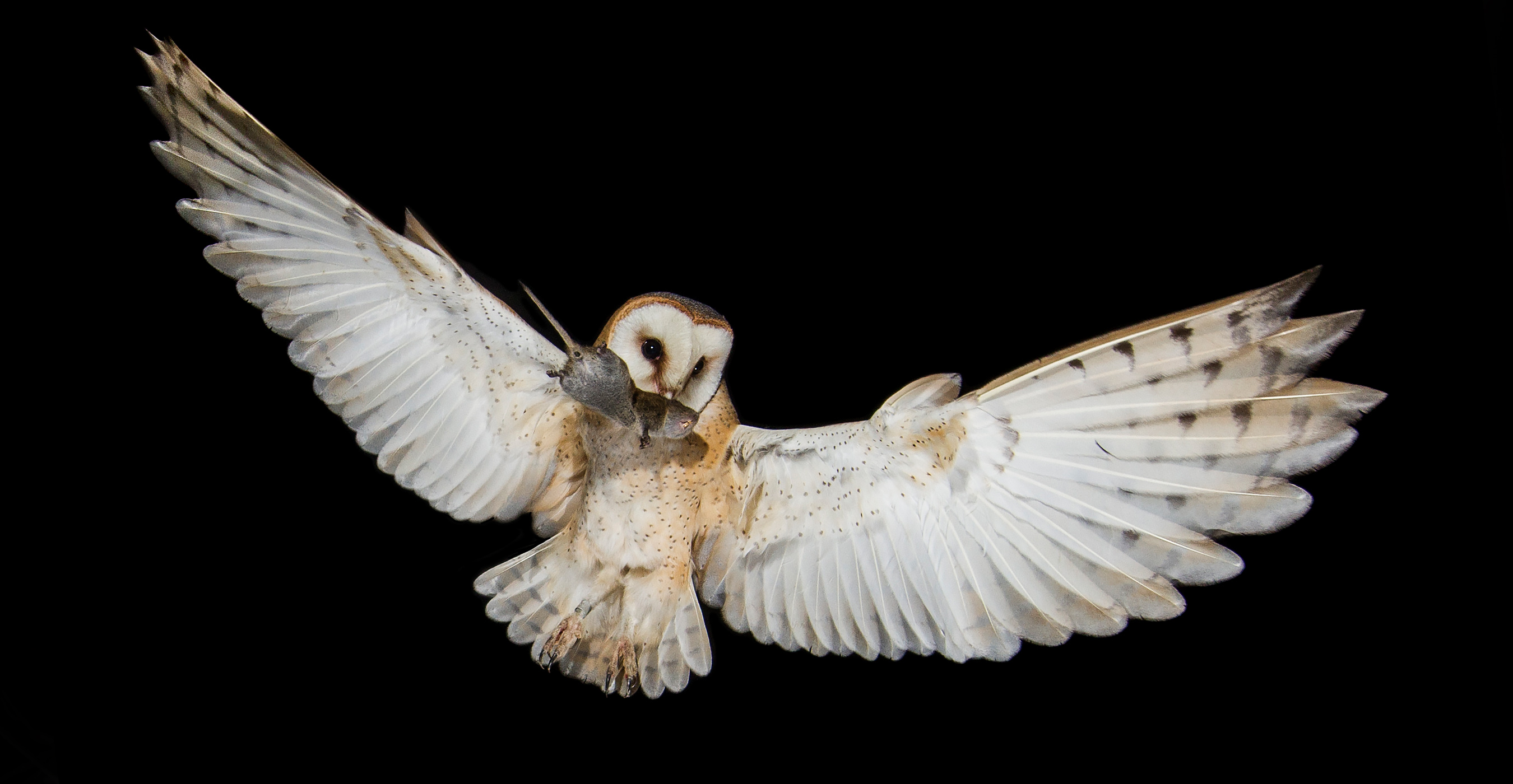 Barn Owl