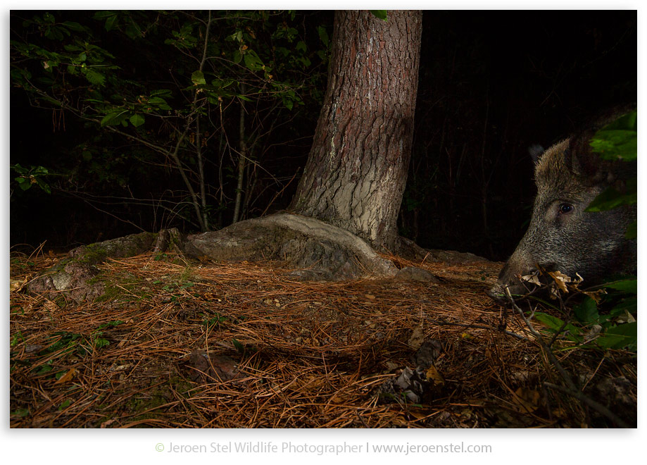Wild-Zwijn-IT_MG_6591